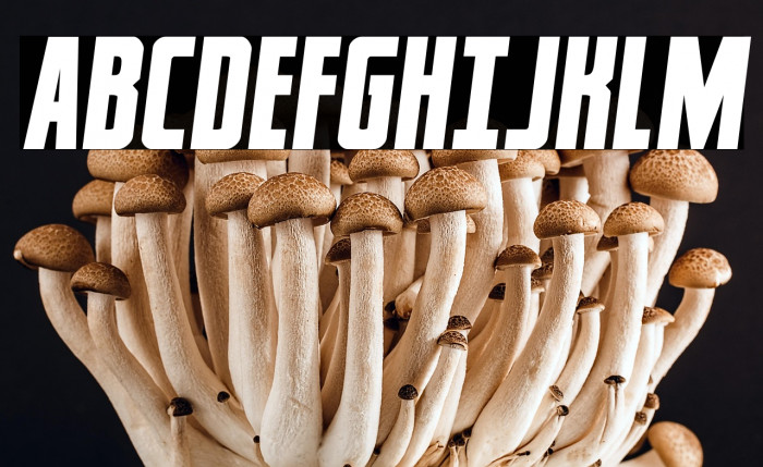 Captain CanaveralSemi-Italic Example 3