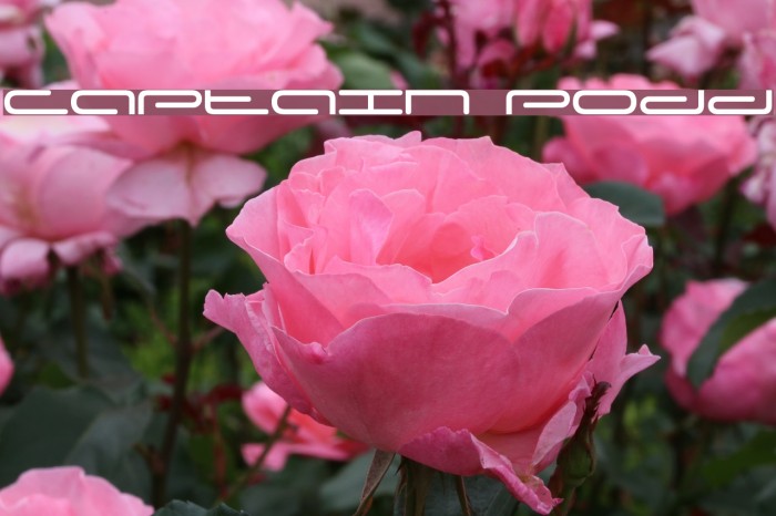 Captain Podd Font examples