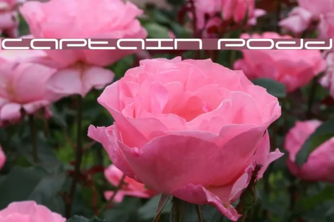 Captain Podd Example 3