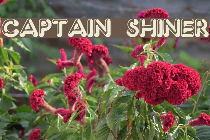 Captain Shiner Font examples