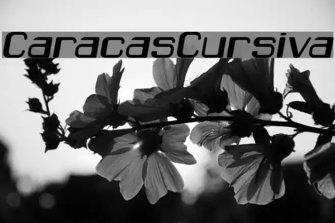 CaracasCursiva Font examples