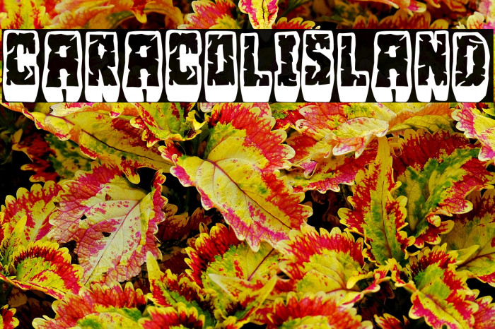 Caracol Island Example 1