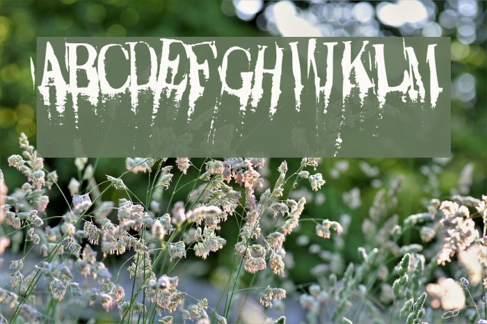 Caracura Font examples