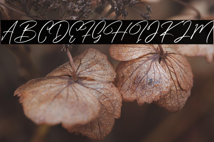 CaramelloFree Example 3