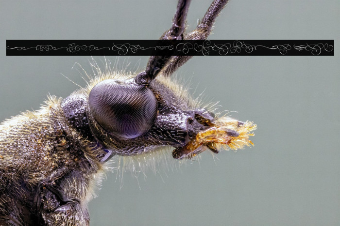 Caravela Swash PERSONAL USE Example 1