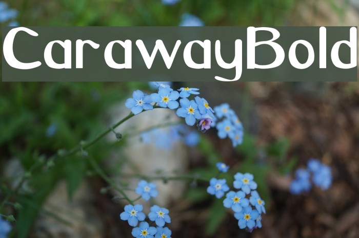 CarawayBold Font examples