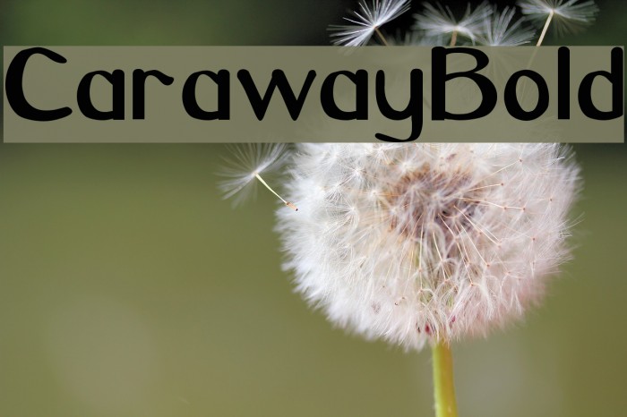 CarawayBold Font examples