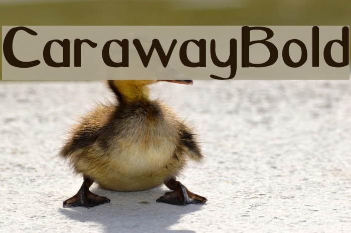 CarawayBold Font examples