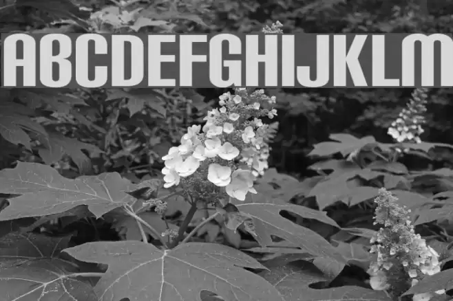 Carbon Block Font examples