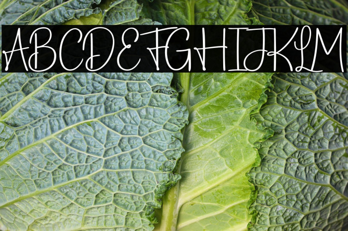 CardamomScript-Regular Example 1