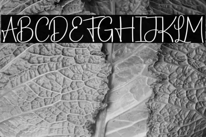 CardamomScript-Regular Schriftart examples