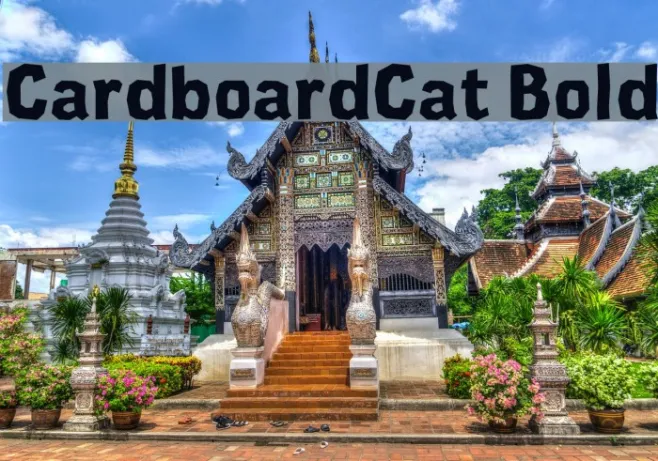 CardboardCat Bold Example 2