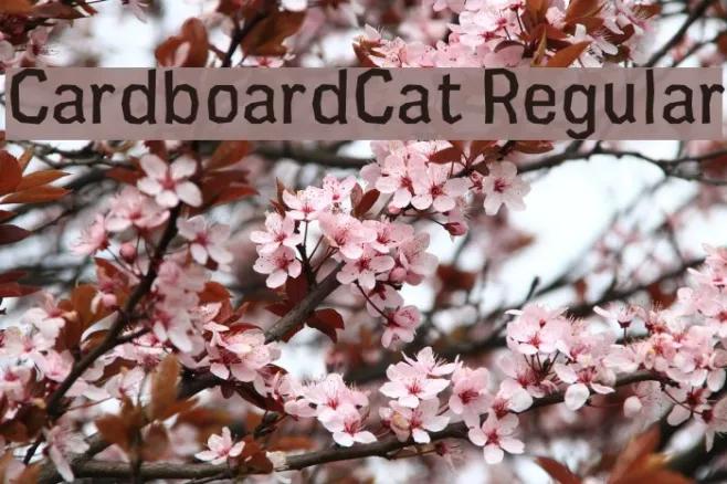 CardboardCat Regular Example 2