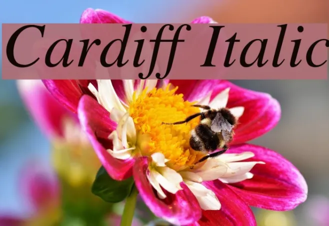 Cardiff Italic Example 2
