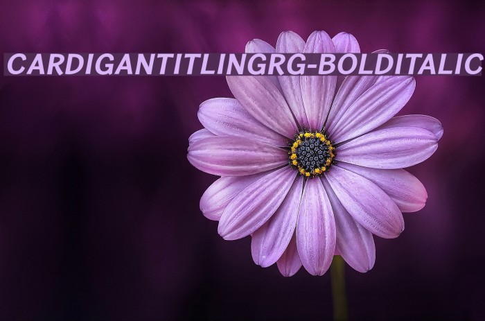 CardiganTitlingRg-BoldItalic Font examples