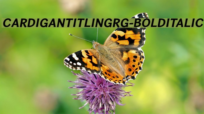 CardiganTitlingRg-BoldItalic Font examples