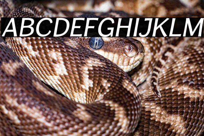 CardiganTitlingRg-Italic Example 2