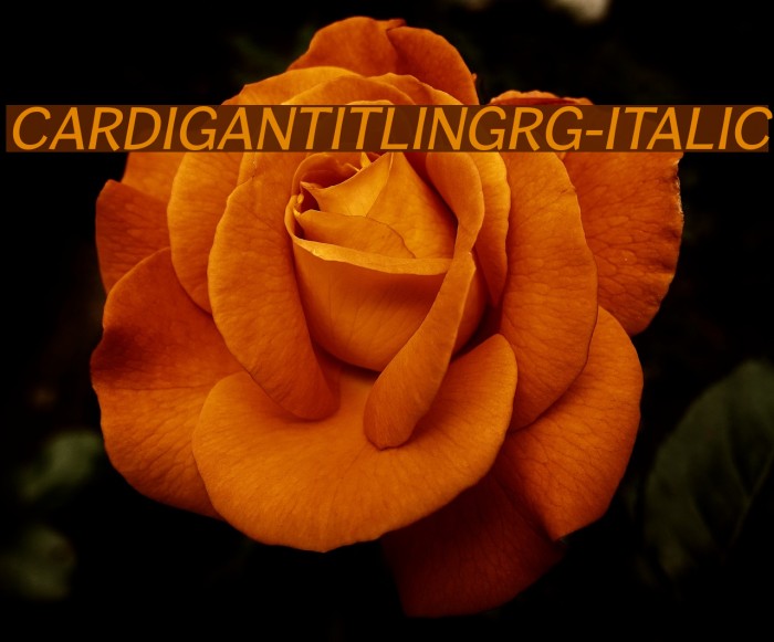 CardiganTitlingRg-Italic Font examples