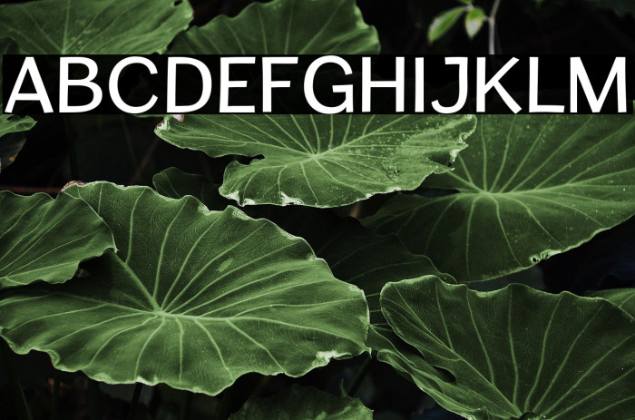 CardiganTitlingRg-Regular Example 3