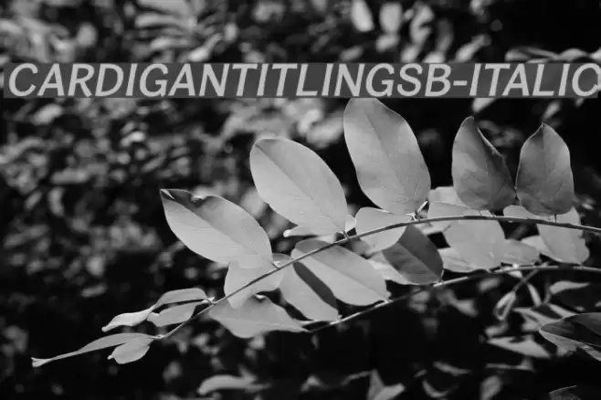 CardiganTitlingSb-Italic Font examples