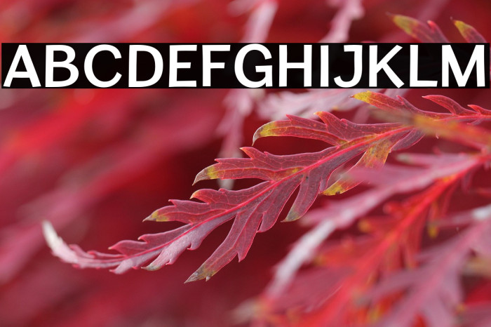 CardiganTitlingSb-Regular Example 2