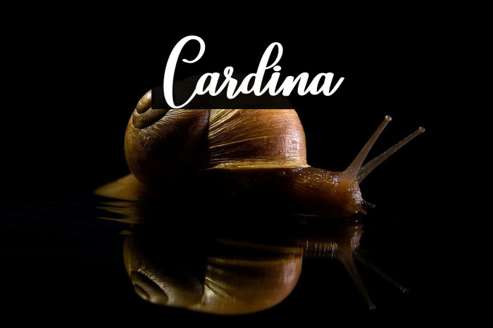 Cardina Example 1