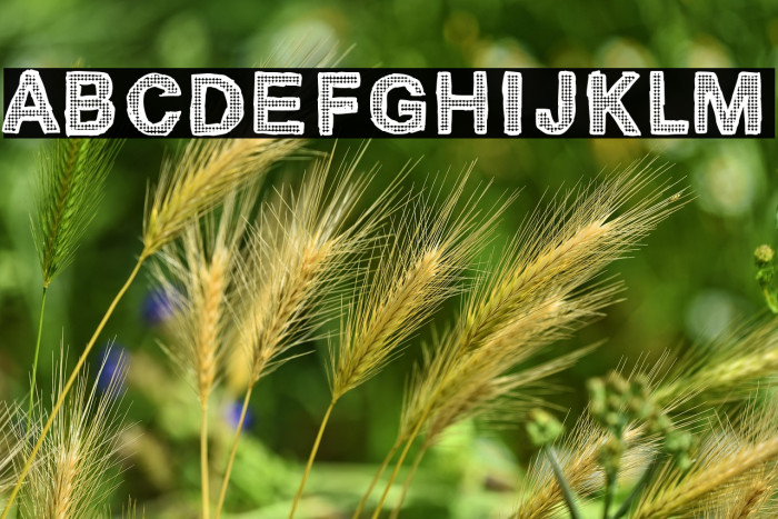 Cardinale 370 Example 2