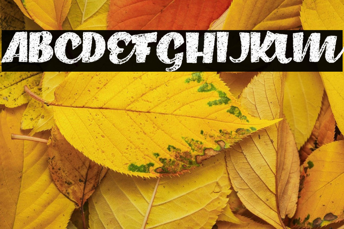 Carecrash Personal Use Example 1