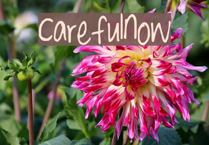 CarefulNow Font examples