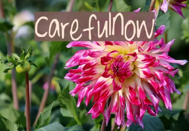 CarefulNow Example 1