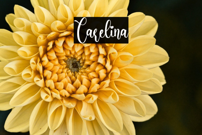 Carelina Example 2