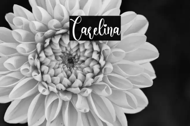 Carelina Font examples