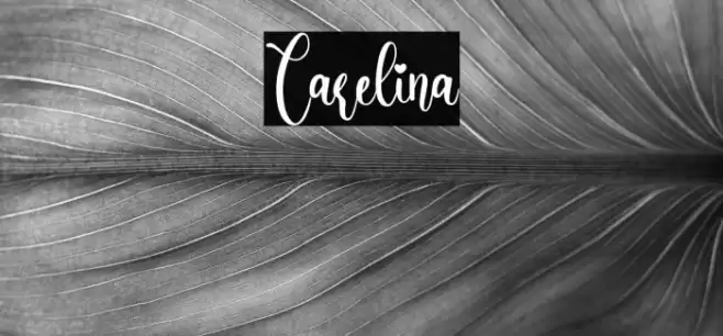 Carelina Font examples