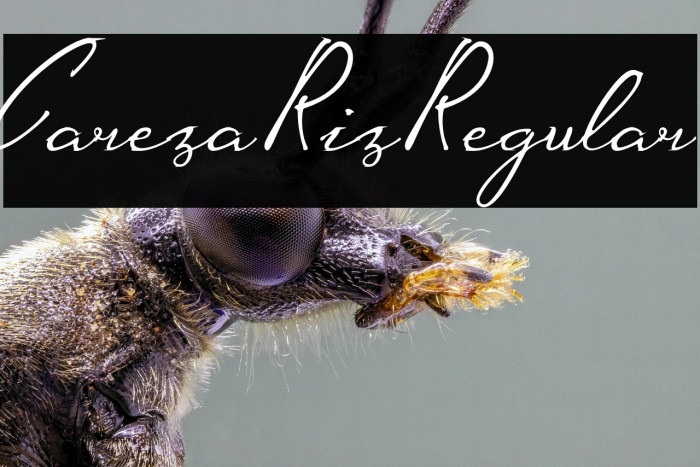 CarezaRizRegular Example 3