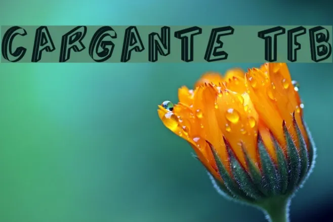 Cargante tfb Example 2