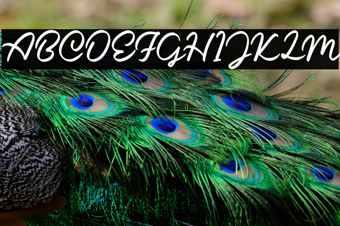 Caride Script Regular Example 3