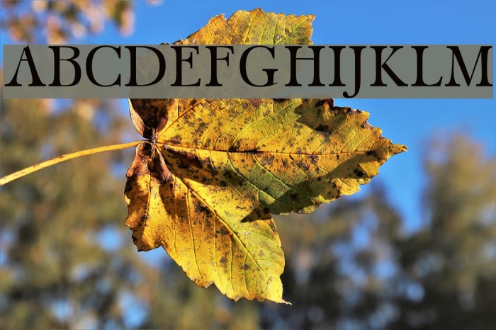 Carita Regular Example 1