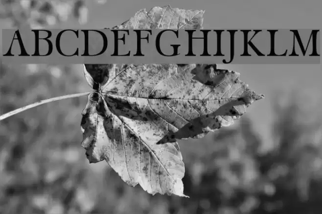 Carita Regular Font examples