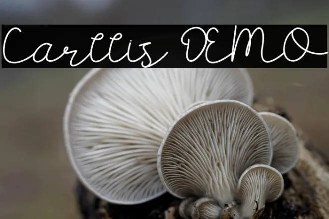 Carllis DEMO Example 2