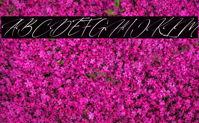 Carllitos Font examples