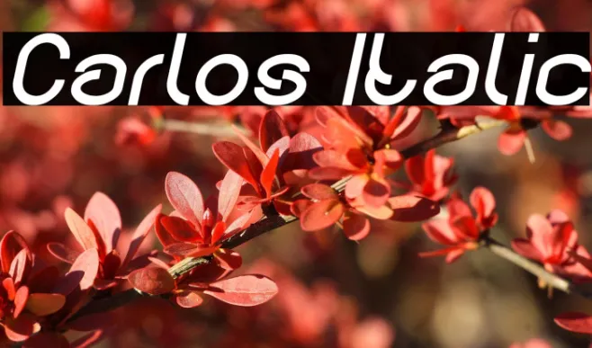 Carlos Italic Example 2