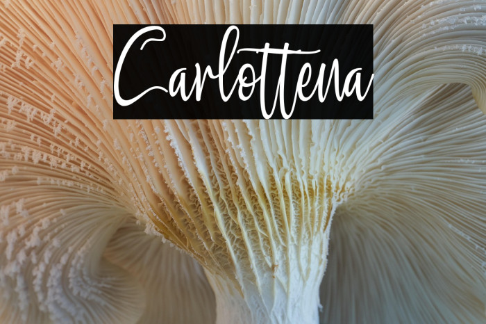 Carlottena Example 3