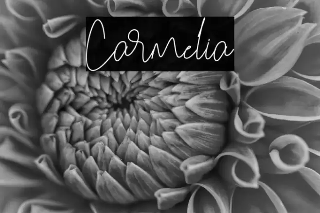 Carmelia Font examples