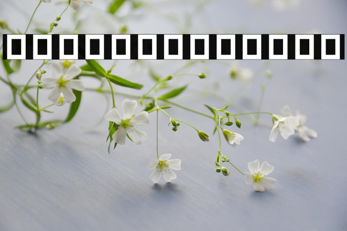 CarmelitBold Example 2