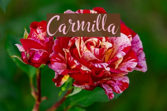 Carmilla Example 1