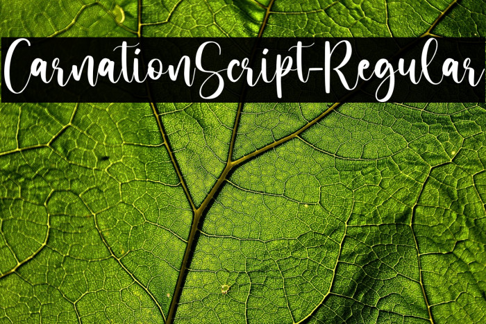 CarnationScript-Regular Example 2