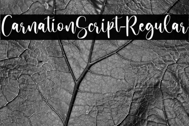 CarnationScript-Regular Font examples