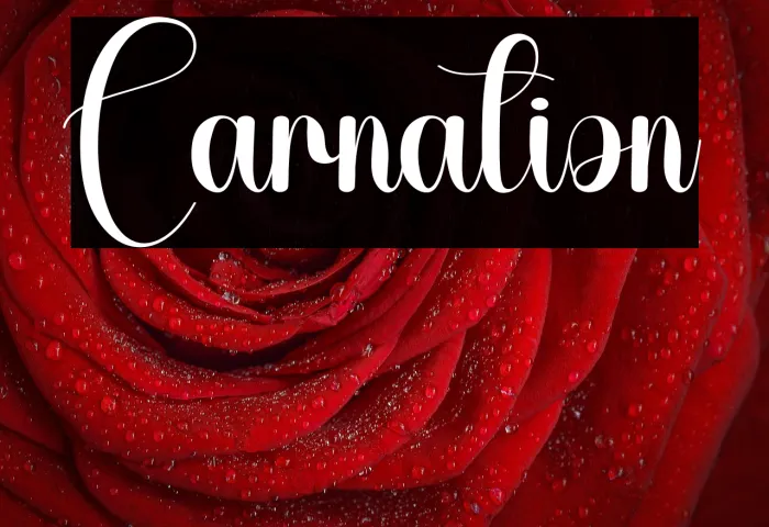 Carnation Example 1