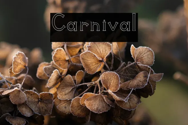Carnival Example 2