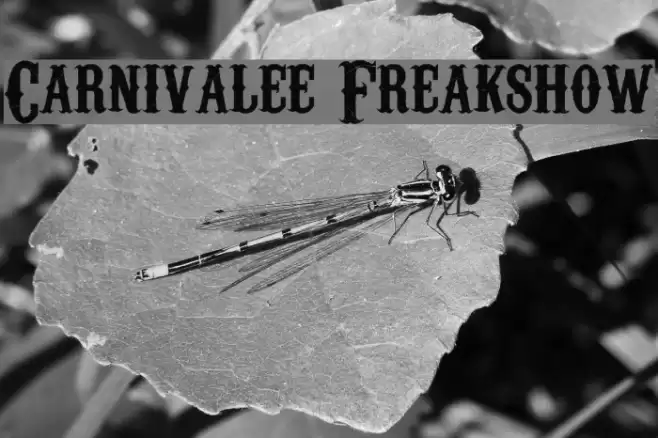 Carnivalee Freakshow خط examples
